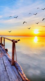 Seagulls flying over sea against sky