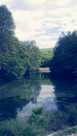 Reflection of trees in lake