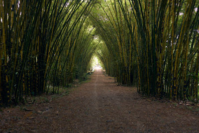 Footpath amidst trees in forest