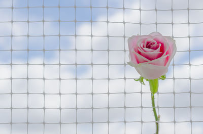 Close-up of pink rose on the net against the cloud and sky.