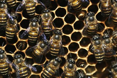 Full frame shot of bees on beehive