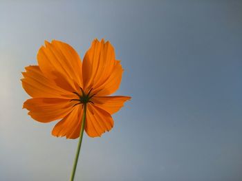 Low angle view of orange cosmos flower against clear sky