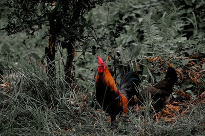 View of birds on land