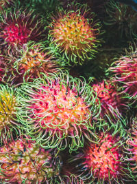 High angle view of succulent plant