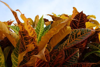 Close-up of yellow leaves on plant against sky