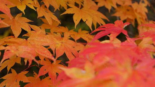 Close-up of maple leaves on plant during autumn