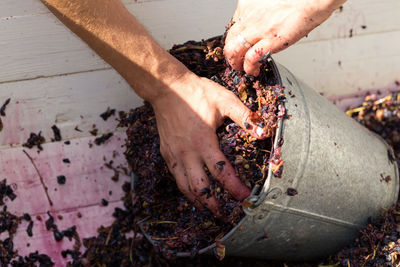 Winepress with red must and helical screw. winemaker's hands close up.