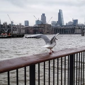 Seagull perching on railing by river against sky