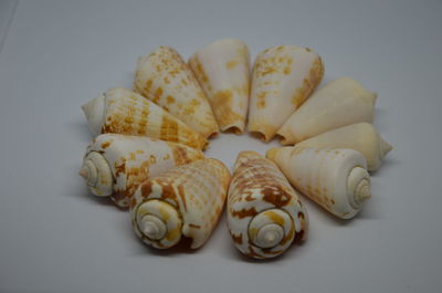 High angle view of seashells on table