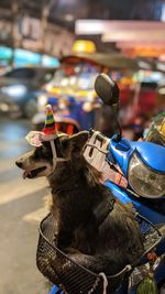 Close-up of dog holding camera at market
