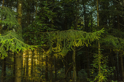 Scenic view of trees in forest