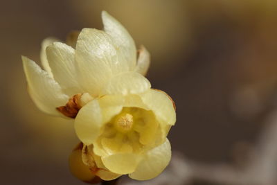 Close-up of white flowers blooming outdoors