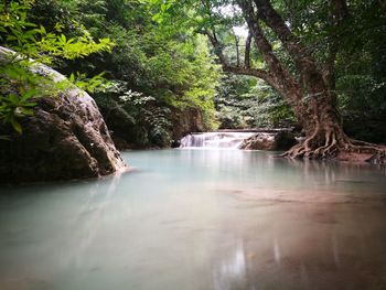 Scenic view of waterfall in forest