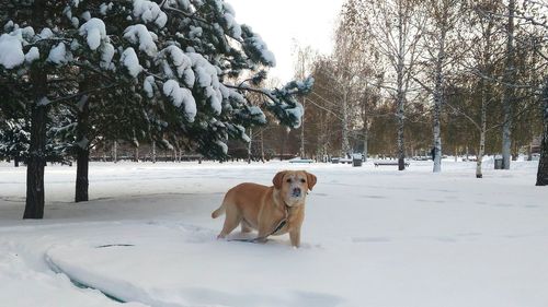 Dog on snow covered field by trees