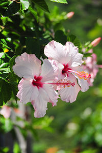 Close-up of pink hibiscus flower