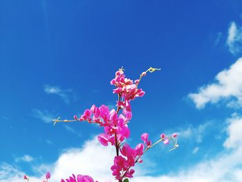 Low angle view of cherry blossom against blue sky