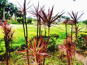 Plants and trees on field against sky