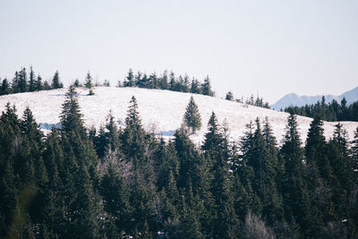 Panoramic view of pine trees in forest against sky