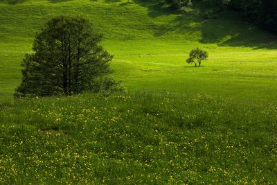 View of green landscape