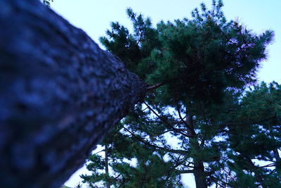 Low angle view of tree against sky