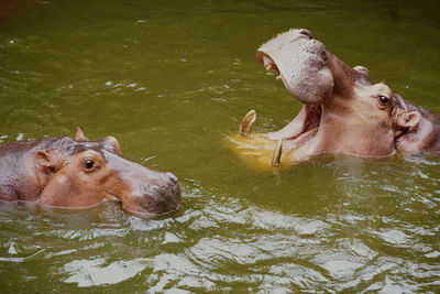 High angle view of hippopotamus yawning in lake