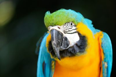 Close-up of a parrot