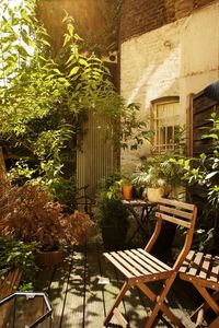 Potted plants in backyard
