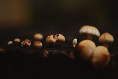 Close-up of mushrooms against white background