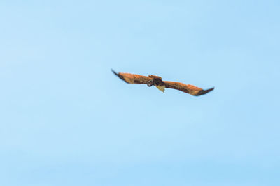 Low angle view of a bird flying