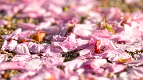 Pink petals on field