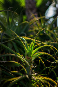 Full frame shot of fresh green plant