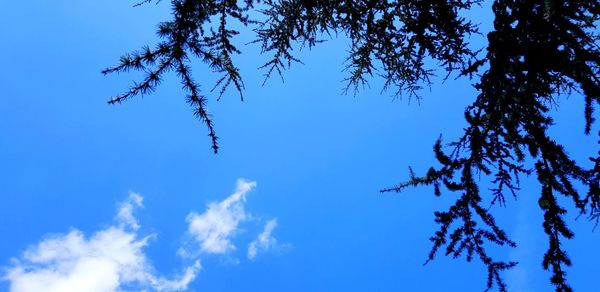 Low angle view of tree against blue sky