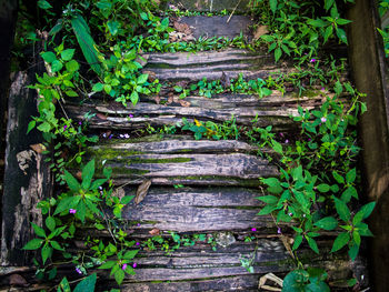 Close-up of plants in forest