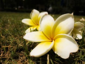 Close-up of yellow flowering plant on field