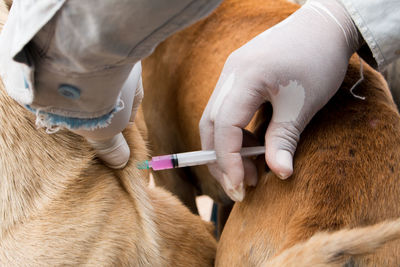 Cropped hands of veterinary doctor injecting dog at hospital