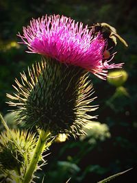 Close-up of thistle blooming outdoors