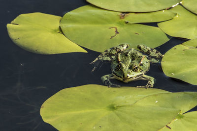 High angle view of turtle in water