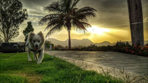 Dog standing in front of palm trees against sunset sky