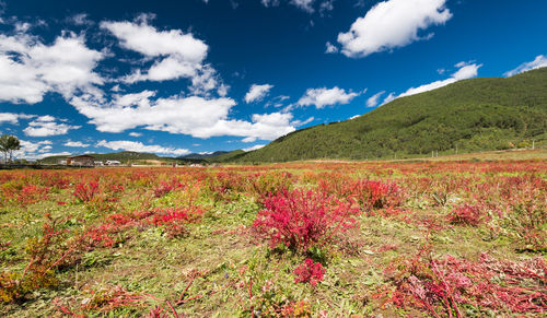 Flowers growing in field