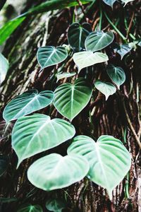 Close-up of leaves