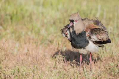 Close-up of duck on field