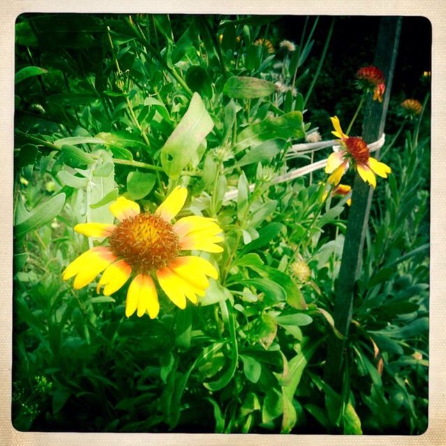 CLOSE-UP OF YELLOW FLOWER IN PARK