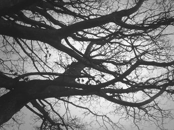 Low angle view of bare trees against sky