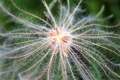 Close-up of plant