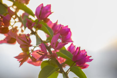 Close-up of pink flowering plant against sky