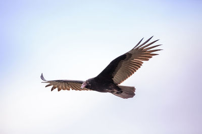 Low angle view of eagle flying against clear sky