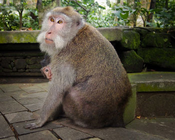 Close-up of monkey sitting looking away