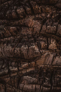 Full frame shot of tree trunk