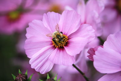 Close-up of honey bee on pink flowering plant