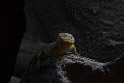 View of squirrel on rock